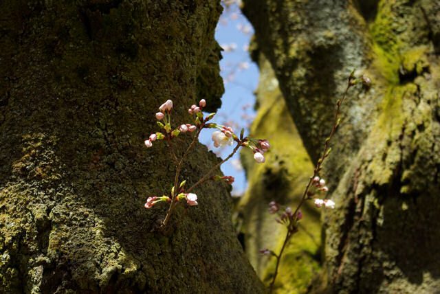 木から生えてる小さな桜