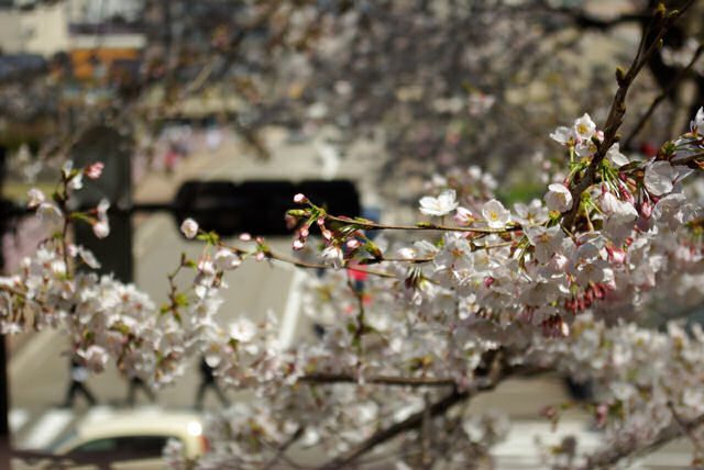 W坂から桜橋の桜
