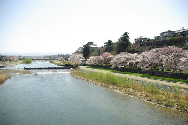 犀川の桜橋からの景色（上流）
