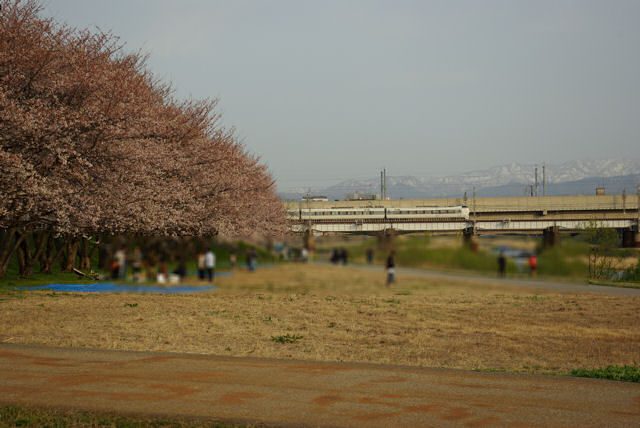 犀川から北陸本線と桜